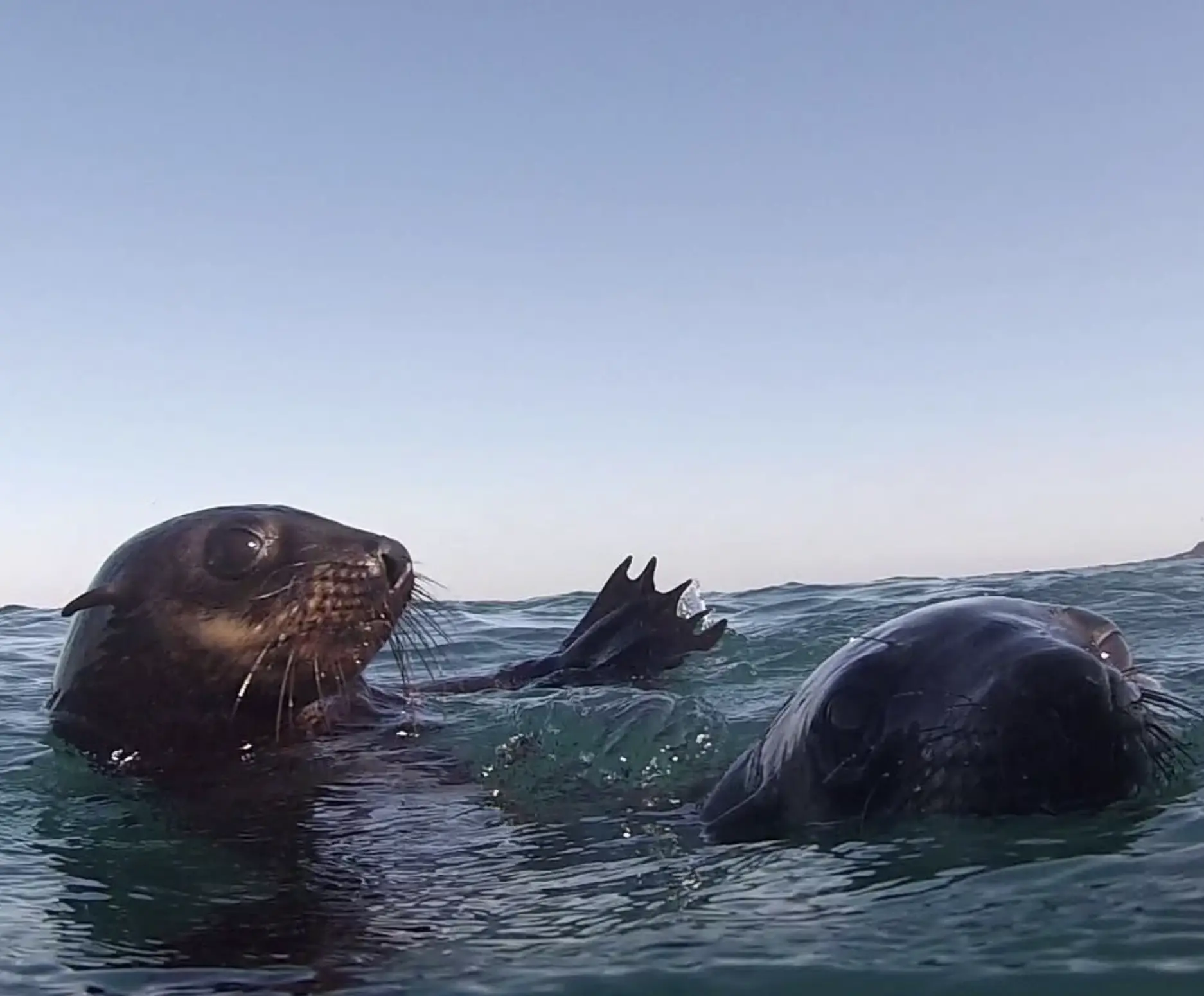 Seals Phillip Island